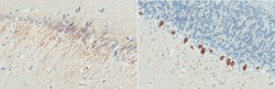 LC3C, Rabbit anti-Rat, Polyclonal, Millipore Sigma™